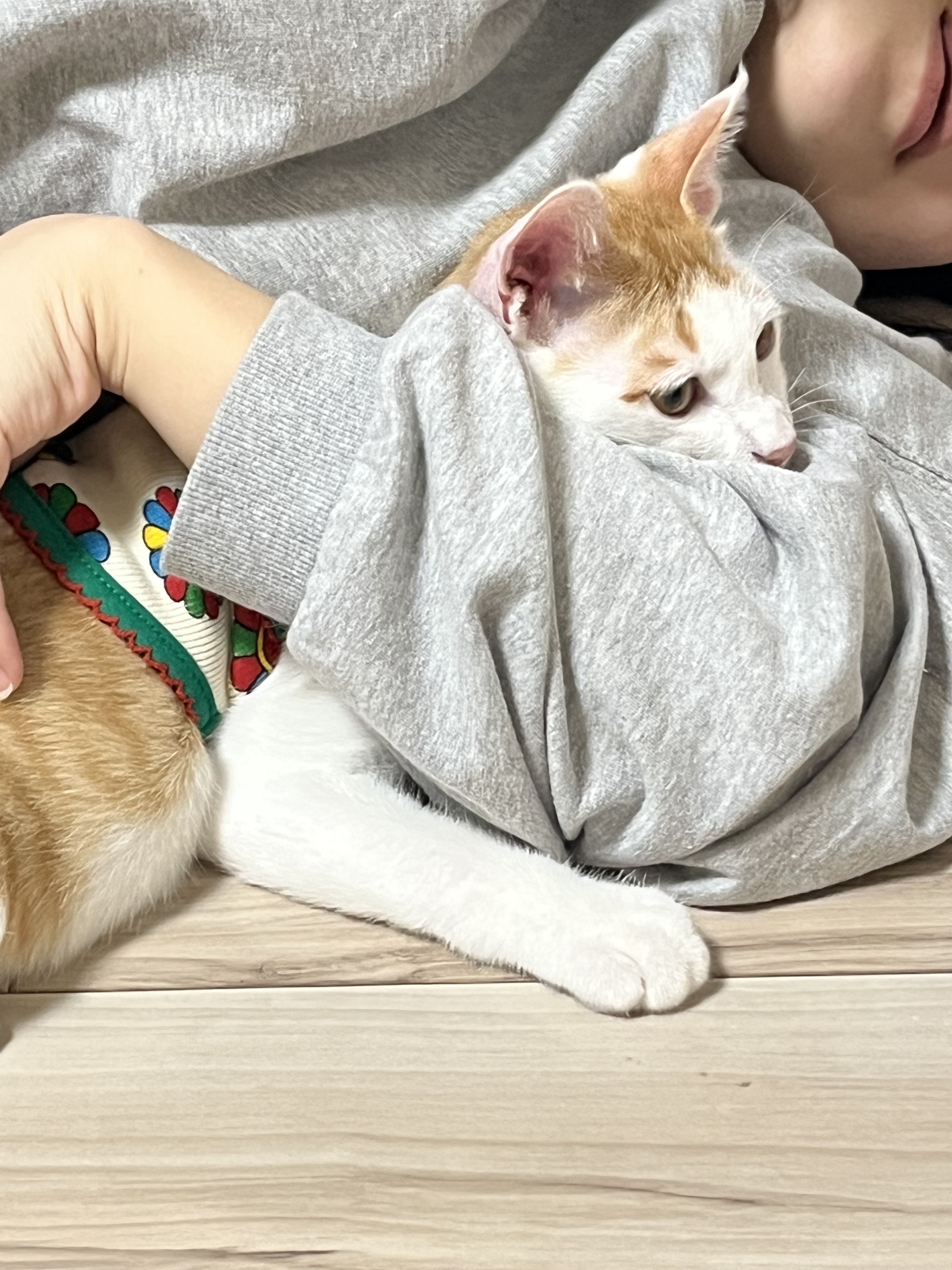 미나명이나물 닮은 고양이 | 인스티즈