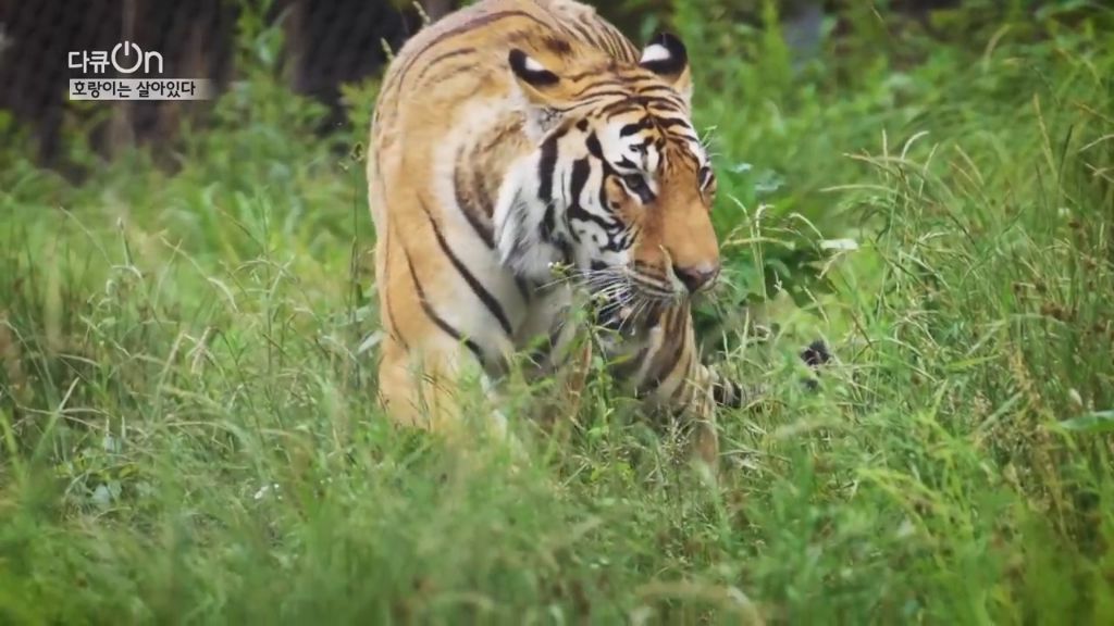 '절멸'의 '한국 호랑이'. 🐅 그 100년간의 이야기. -마지막- | 인스티즈