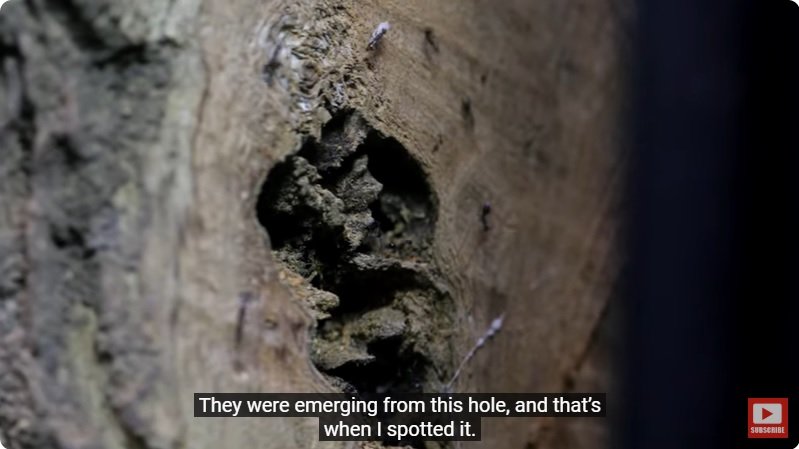 거대한 수조에 열대우림 환경을 조성해놓으면 생기는 일 - 4 | 인스티즈