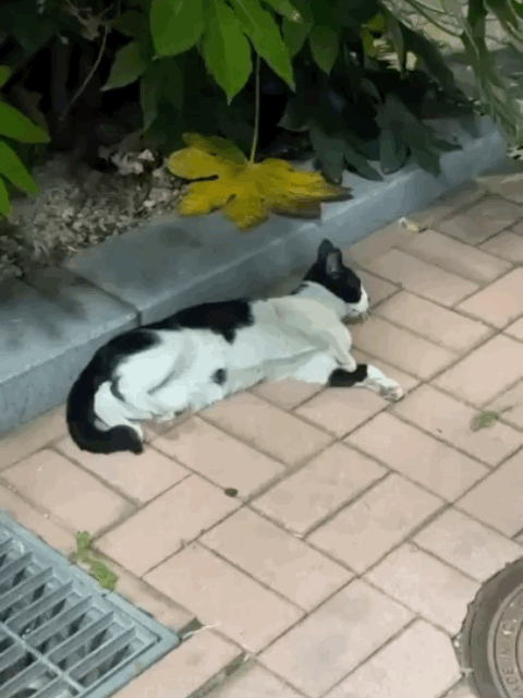 [입양홍보] 혹r률 ✮100➠✥✹프로 7H냥ㅇ1 홗➦정♘ ➜✾ 뽑ㄱ1¿불필요♟ | 인스티즈