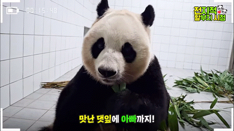공동육아의 개념을 아는듯한 이뻐이뻐 아이바오🐼 | 인스티즈