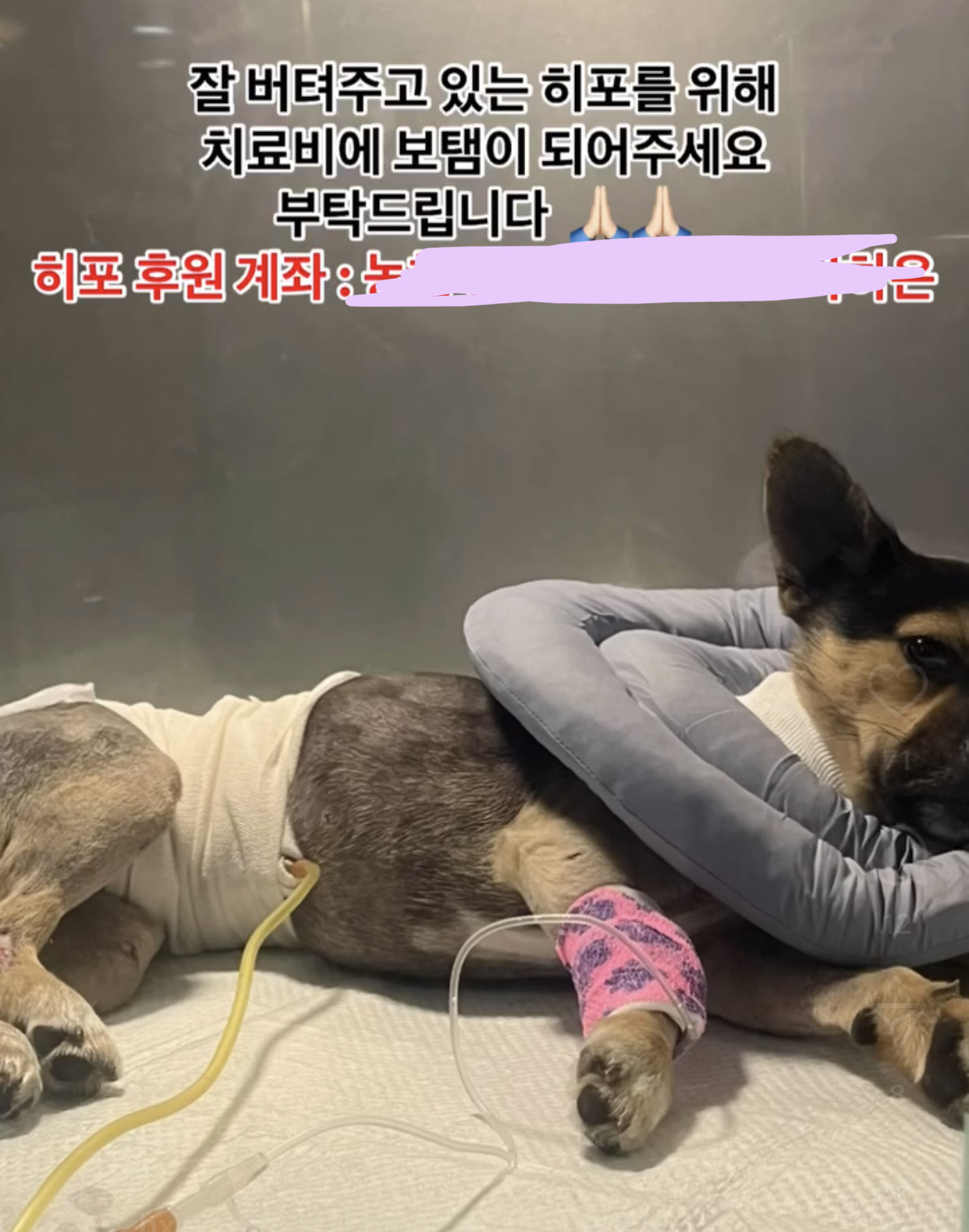 어느 고등학생 눈에 띈 교통사고 당한 유기견 근황 | 인스티즈