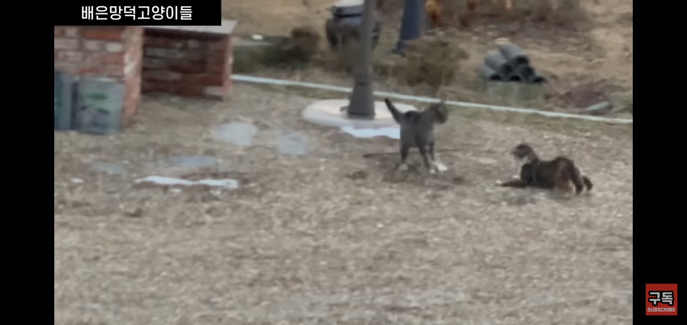 집 마당에 고양이가 나타나는 족족 다 잡아버리는 유튜버..jpg | 인스티즈