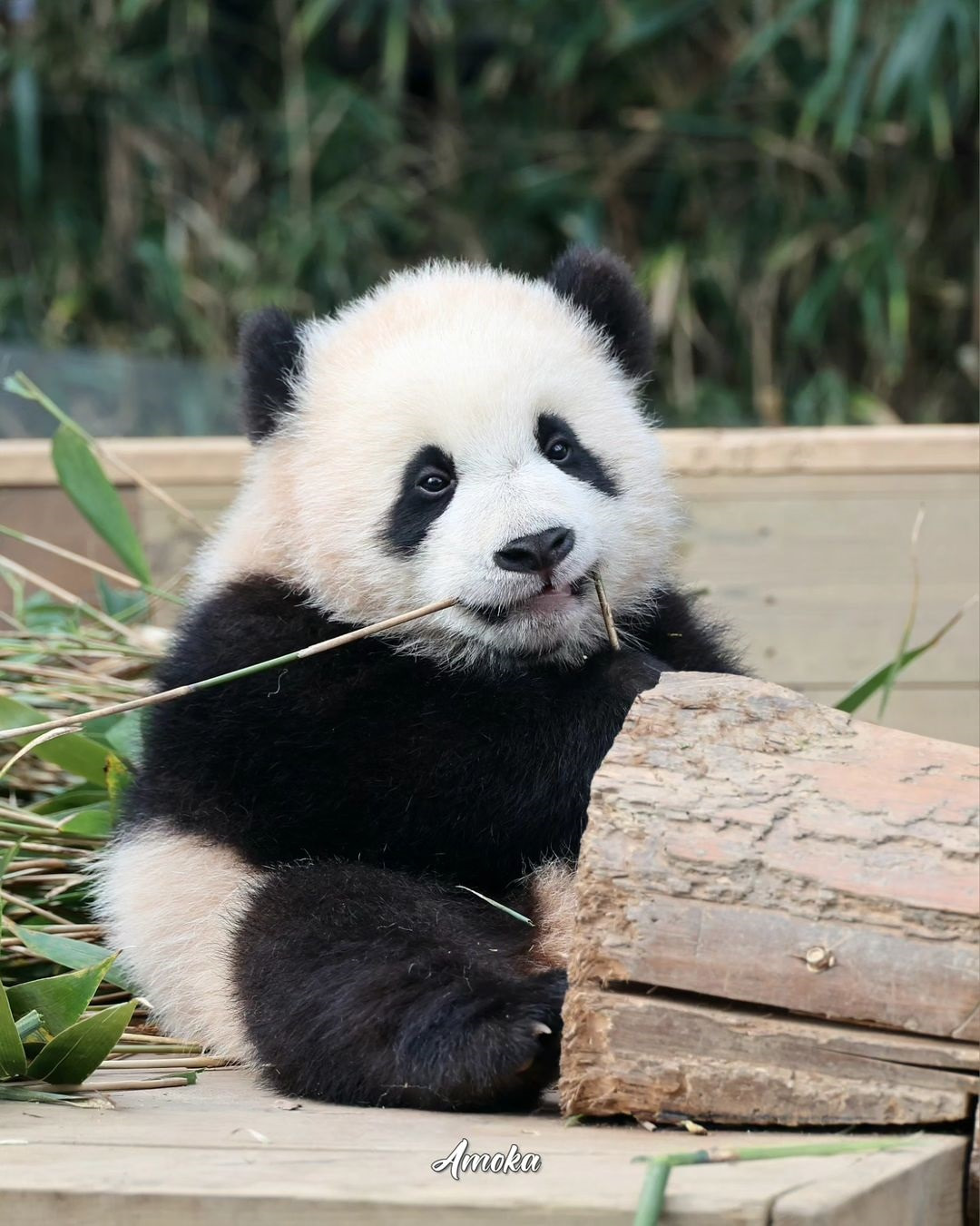 러심후난 (러바오 심은 데 후이바오 난다)🐼 | 인스티즈