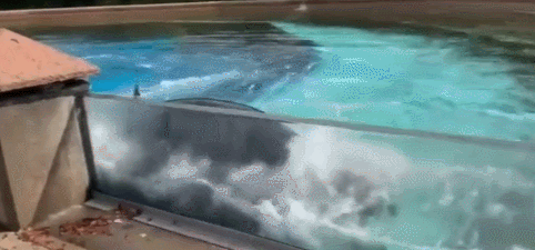 수족관에서 자해하는 범고래 | 인스티즈