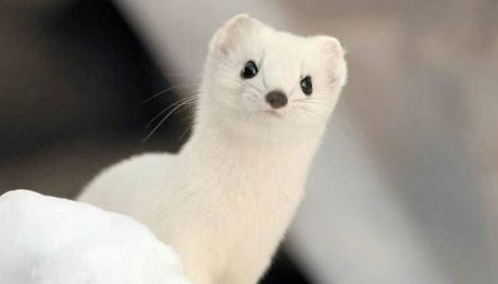 귀여운 외모와 달리 세상에서 제일 성격 나쁘다는 흰담비.jpg | 인스티즈