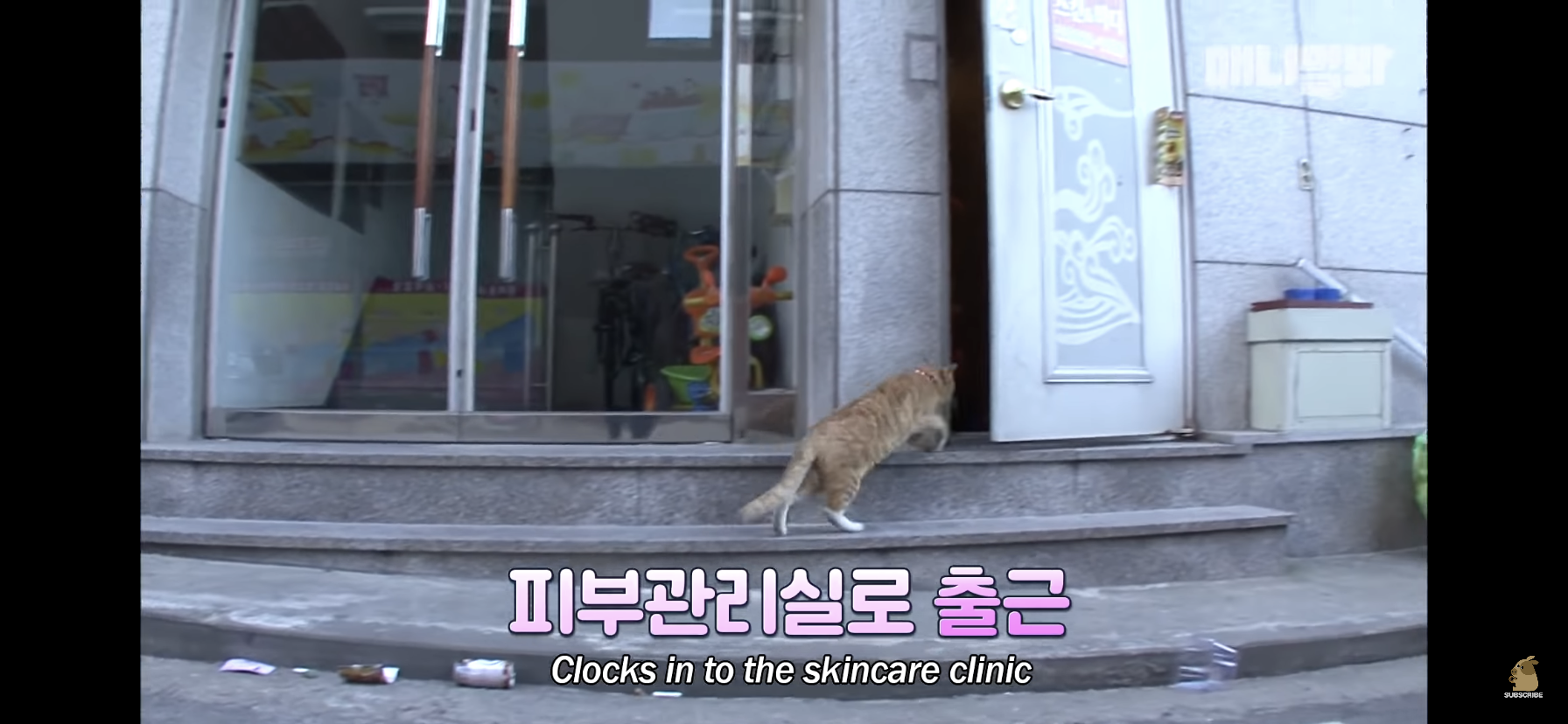 길고양이 목에 쪽지를 달자 생긴 영화같은 일 | 인스티즈