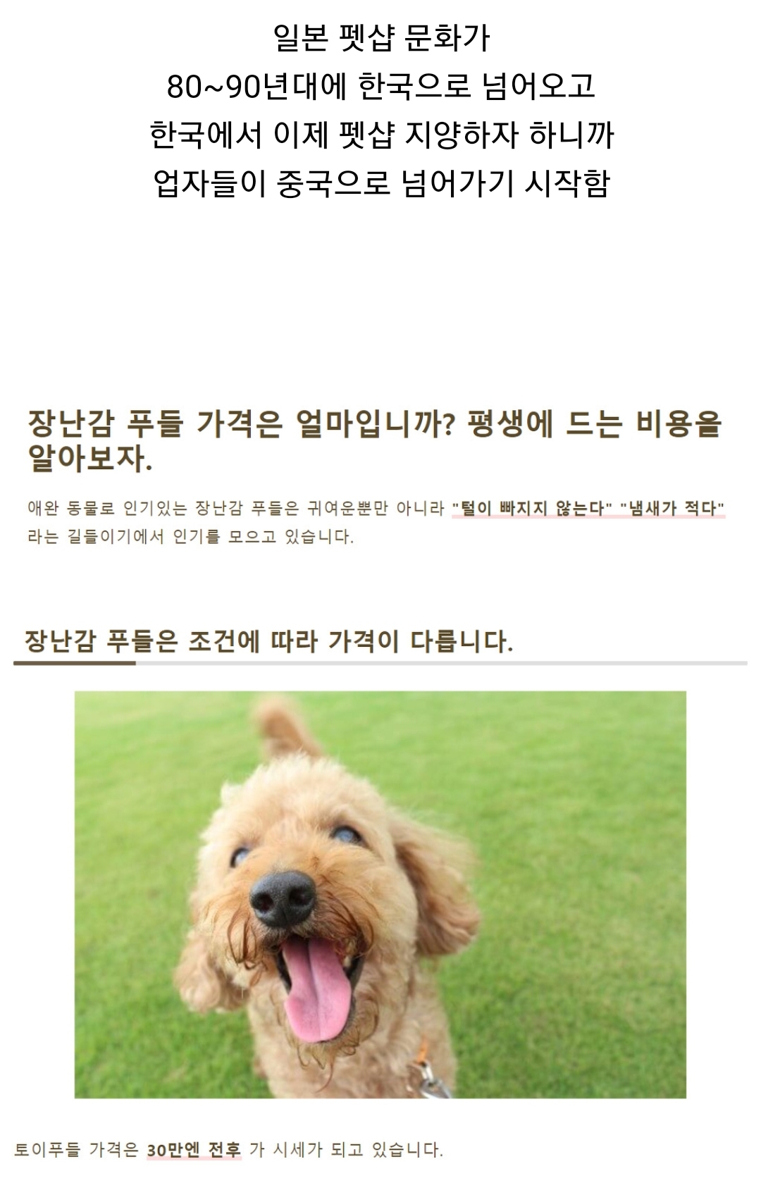 우리나라 펫샵 문화가 어디에서 왔는지 알고 있어? | 인스티즈