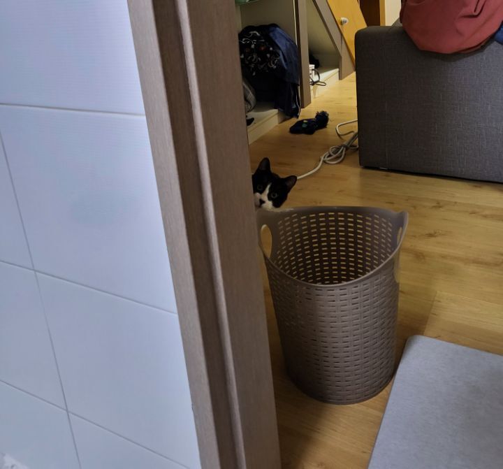 몰래 훔쳐보는 고양이 모음집 | 인스티즈