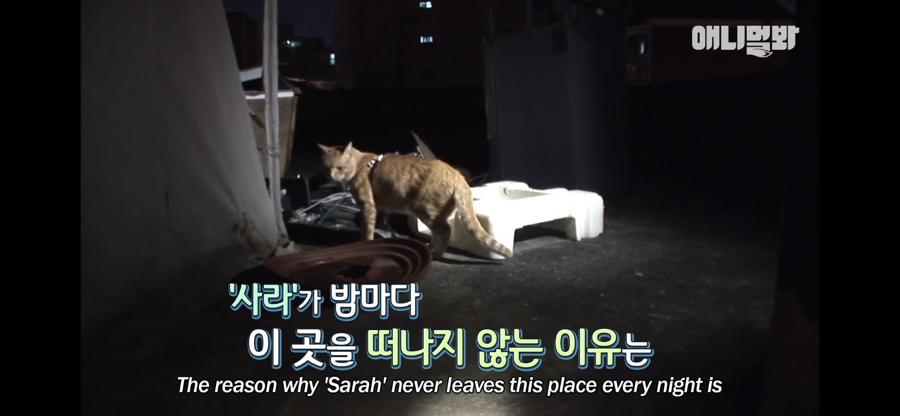 길고양이 목에 쪽지를 달자 생긴 영화같은 일 | 인스티즈