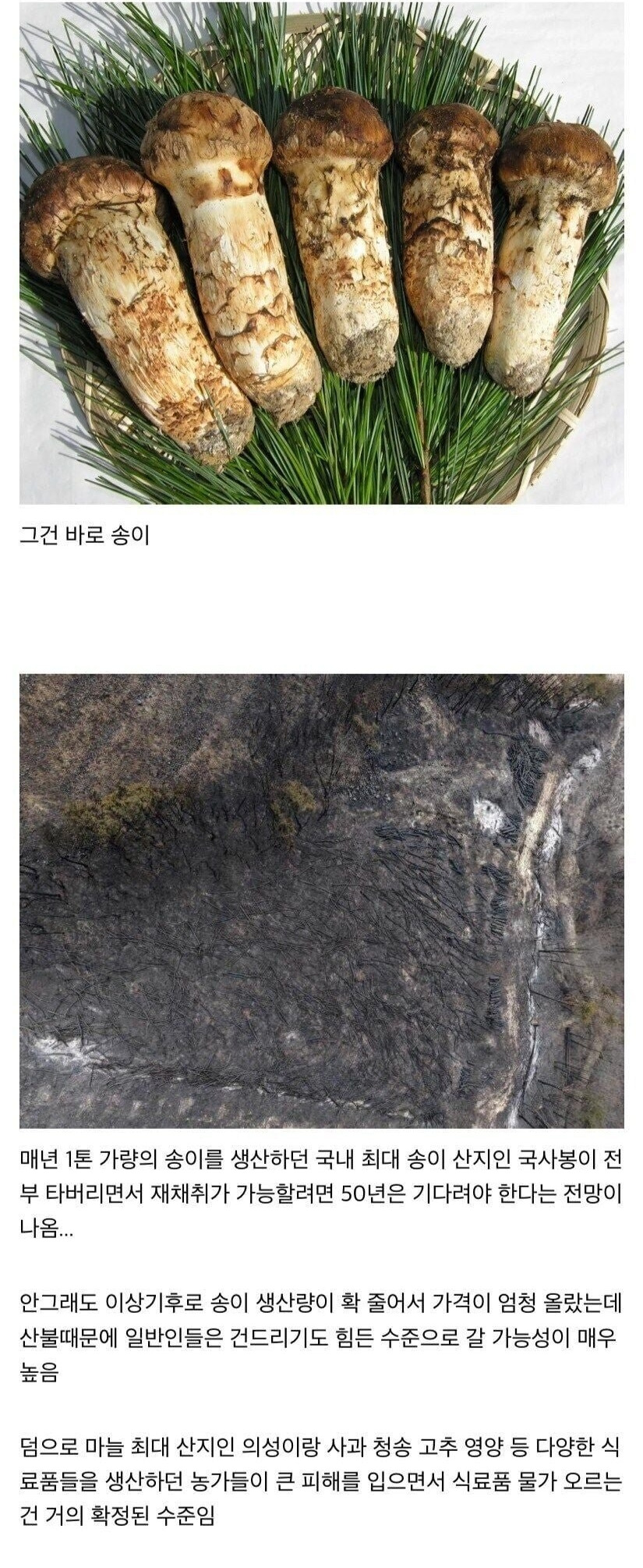 이제 당분간 국내산 먹는걸 포기해야 되는 식재료 | 인스티즈