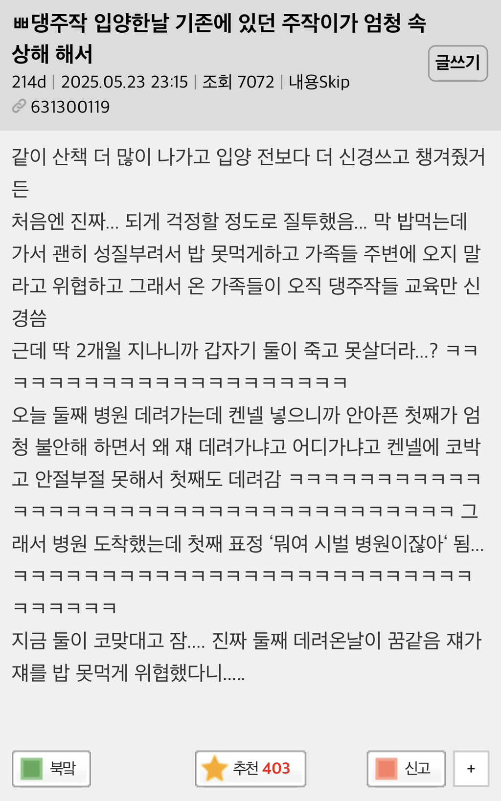 댕댕이 입양한날 기존에 있던 댕댕이가 엄청 속상해 해서 | 인스티즈