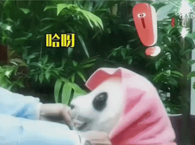 사랑받던 말레이시아 판다, 중국 반환 후 모습...jpggif | 인스티즈