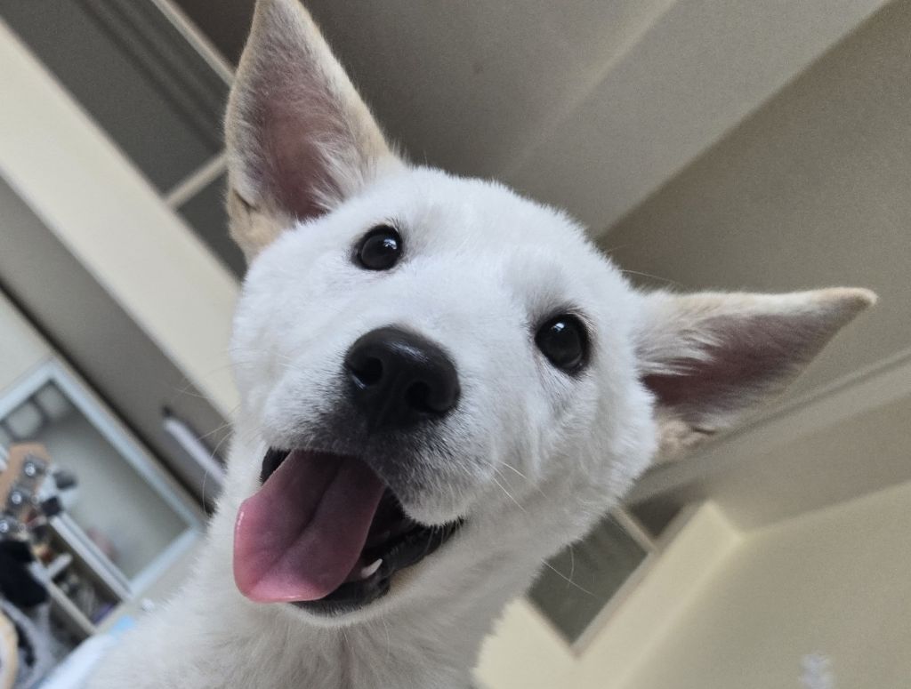 (입양홍보) 입양 무산 2번, 바미의 가족이 되어줘!💖 | 인스티즈