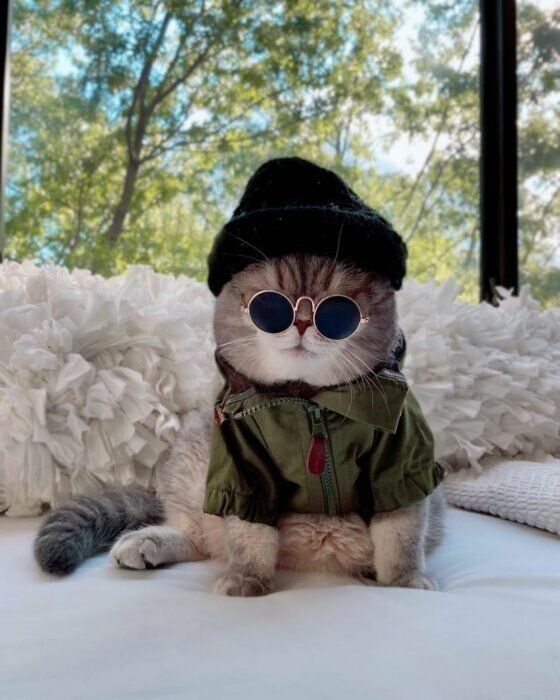 옷 잘입는 고양이 데일리패션 | 인스티즈