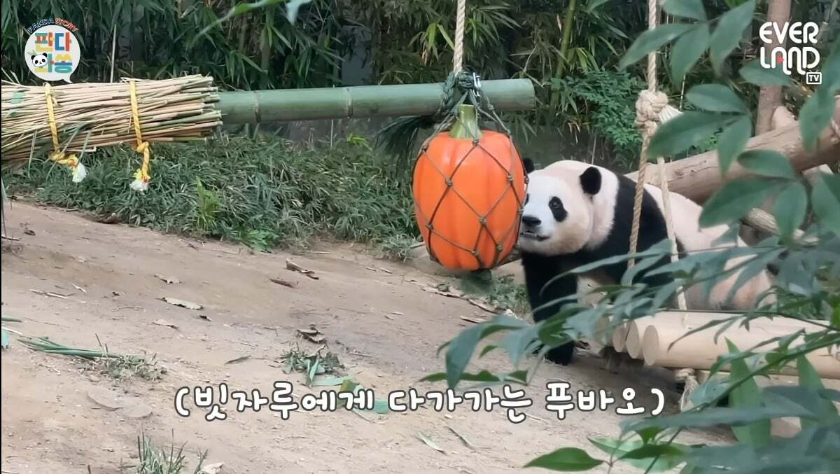 푸바오가 천재인 이유.gif | 인스티즈