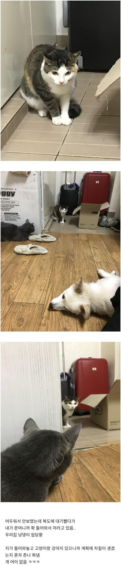 길냥이 : 어, 이게 아닌데 | 인스티즈