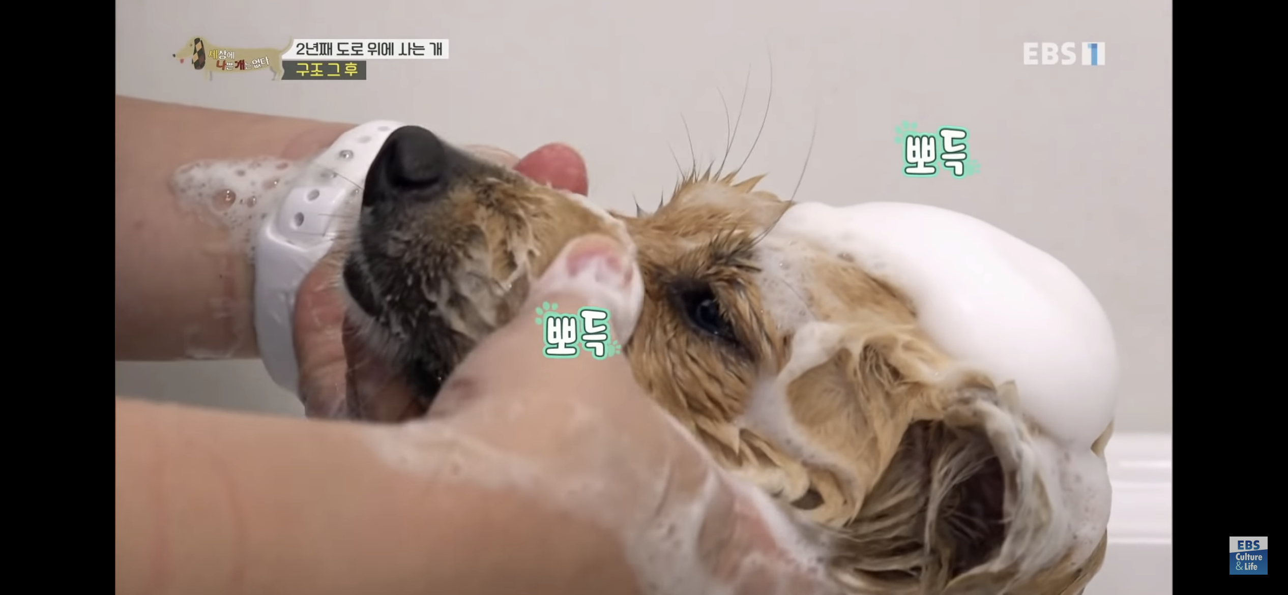 2년동안 도로 위에서 위험하게 생활했던 유기견 마루 | 인스티즈