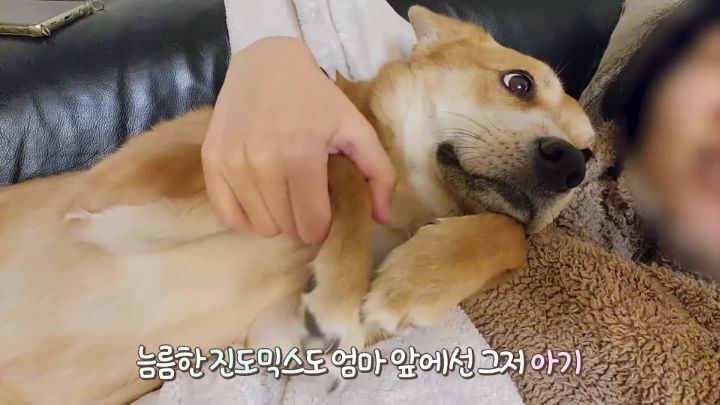 집에 강아지들끼리만 남겨졌을때 | 인스티즈