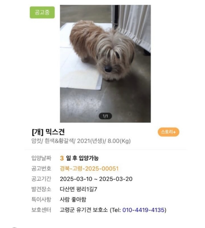 입양홍보) 사람을 넘넘 좋아하는 가나디🐶 | 인스티즈