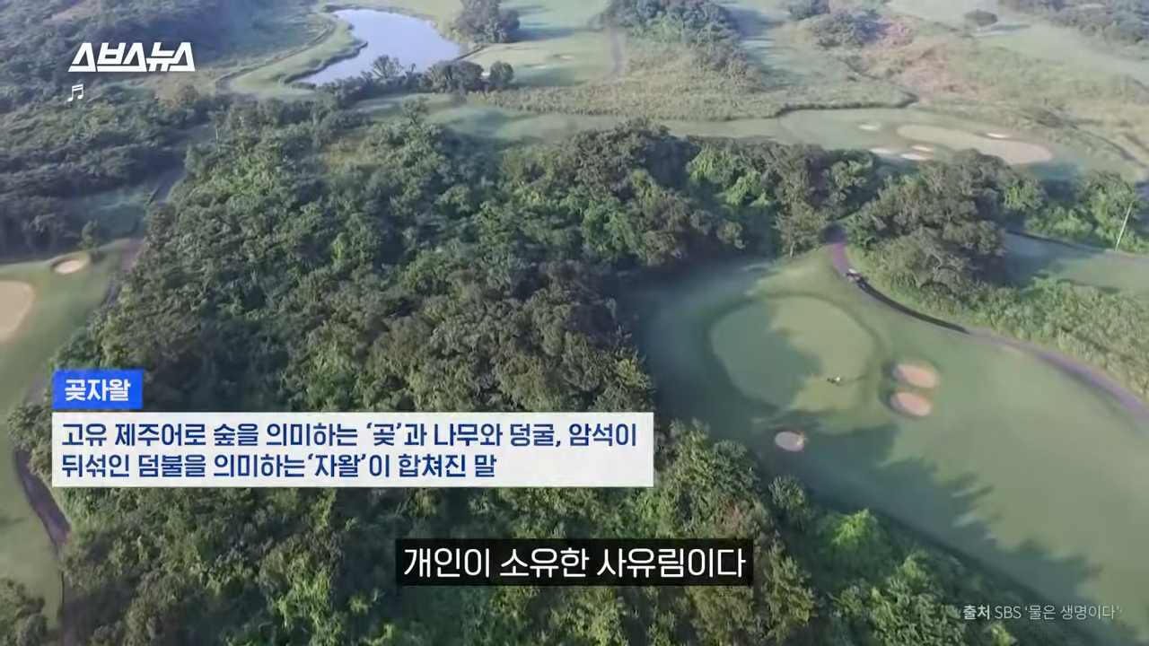 제주도에서 나무 10028그루가 베어진 이유 | 인스티즈
