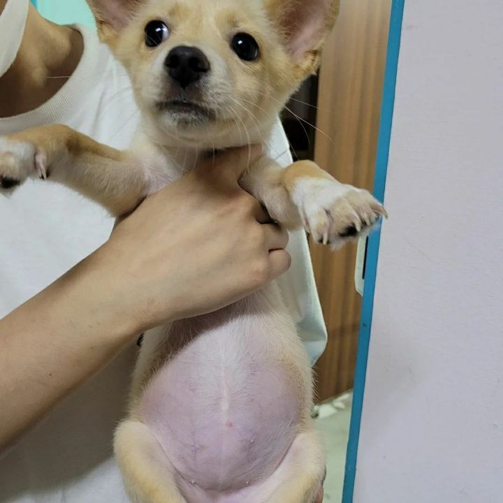 유기견 애들 다 상처받고 못생기고ㅠ 좀그래.. | 인스티즈