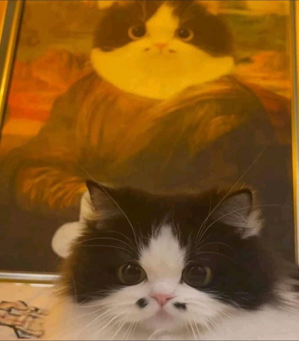 토요일의 고양이를 좋아하세요? | 인스티즈