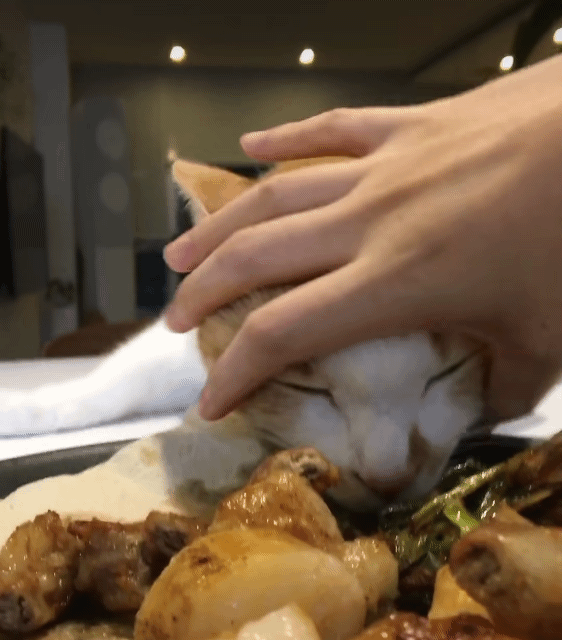 한우곱창이 너무 먹고싶었던 고양이.gif | 인스티즈