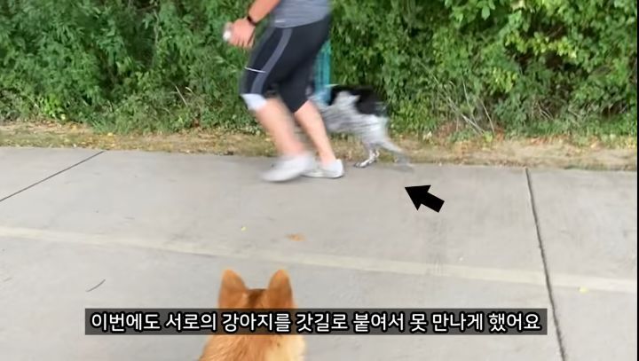 미국에서 강아지 산책 시키다 어느 한국인이 욕 먹은 이유 | 인스티즈