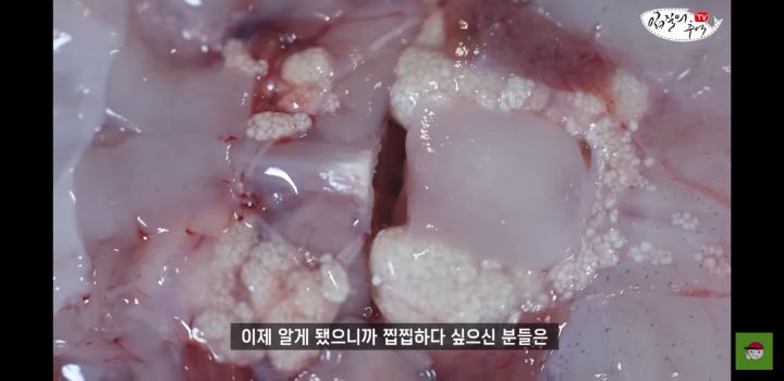 아귀 알인줄 알았는데 알고보니 기생충?.youtube | 인스티즈