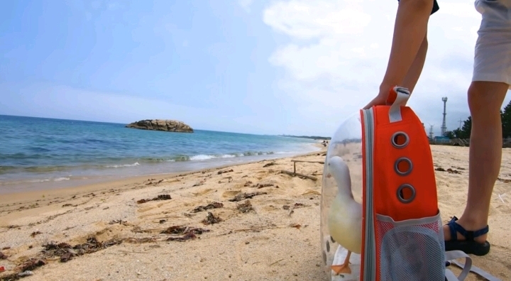 오리와 함께 바다에가면 생기는 일 | 인스티즈