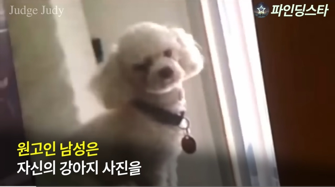 서로 자기 강아지 맞다고 싸우다가 법정까지 감.gif | 인스티즈