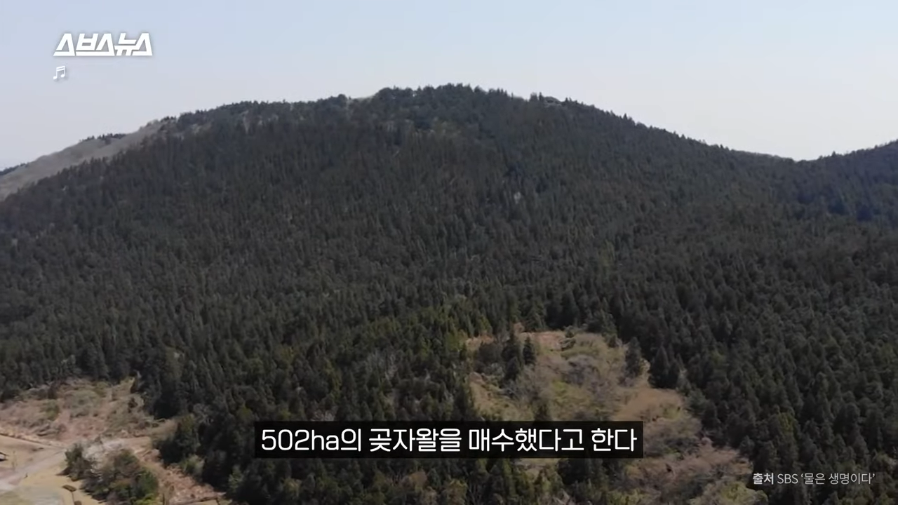 제주도에서 나무 10028그루가 베어진 이유 | 인스티즈