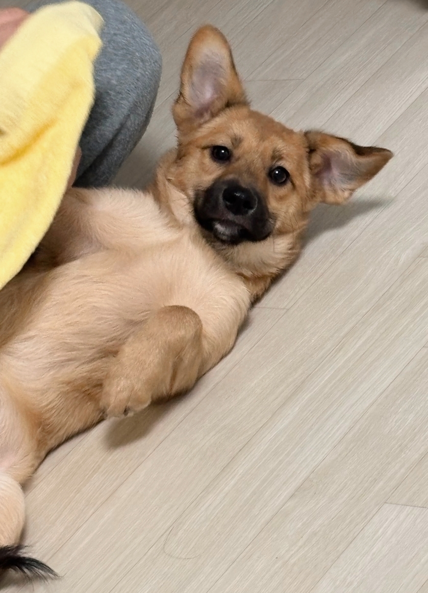 [입양홍보] 진지하게 물을게 왜 얘는 문의가 없을까? 난 얘가 젤 먼저 갈 줄 알았어... 조언 좀 부탁해... | 인스티즈