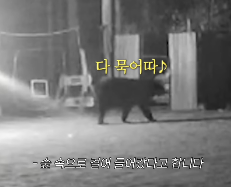 미국 이민갔는데 집에서 곰 나옴… | 인스티즈