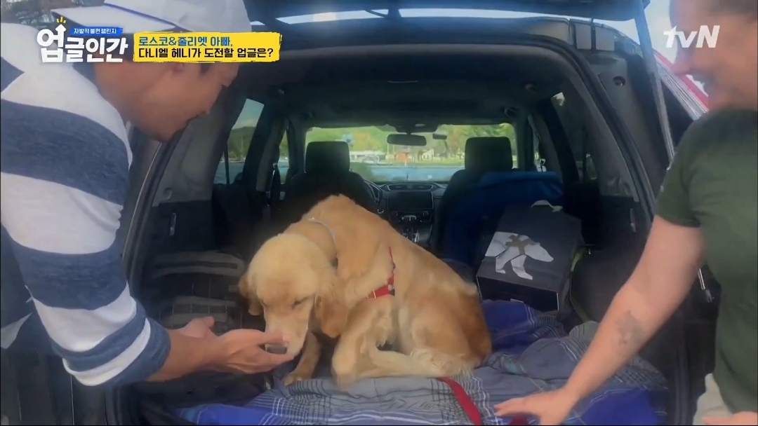 식용견 농장에서 구출된 다니엘 헤니의 강아지 로스코, 줄리엣 | 인스티즈