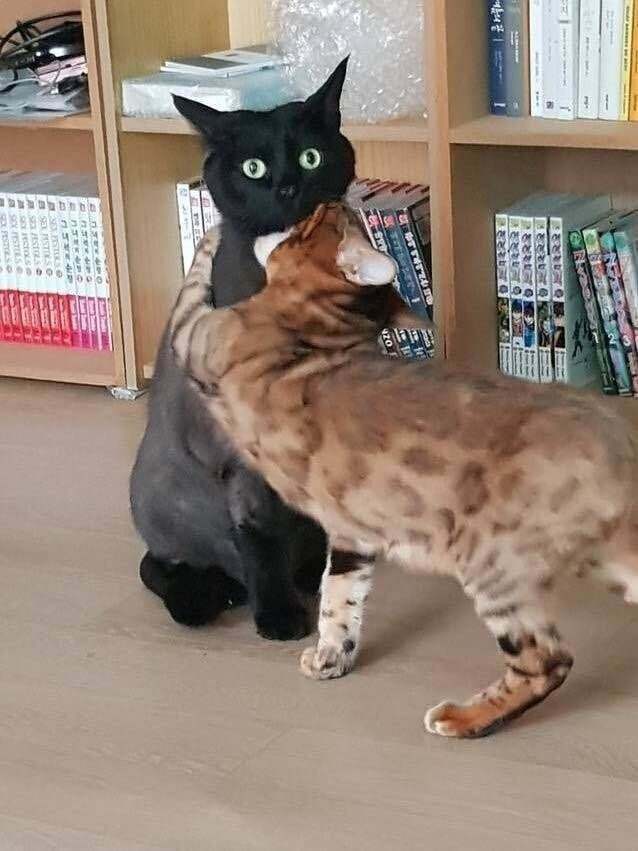 고양이 똥냄새 맡고 하악질했더니 | 인스티즈