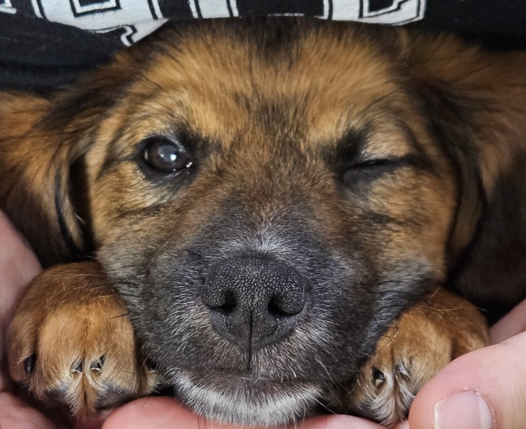 계룡시 끊이지 않는 강아지 학대를 도와주세요... | 인스티즈