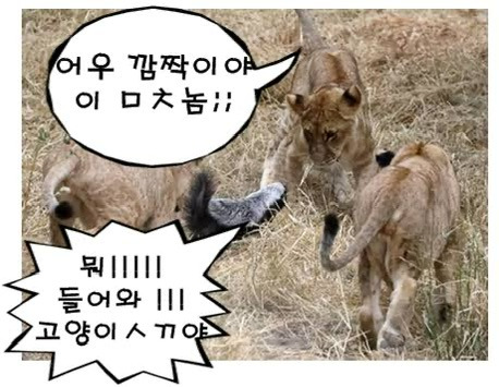 분노조절안되는 미친동물 벌꿀오소리를 알아보자! (제법 귀여움 주의) | 인스티즈