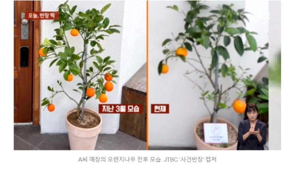 몰래 오렌지 훔치는 커플 CCTV | 인스티즈