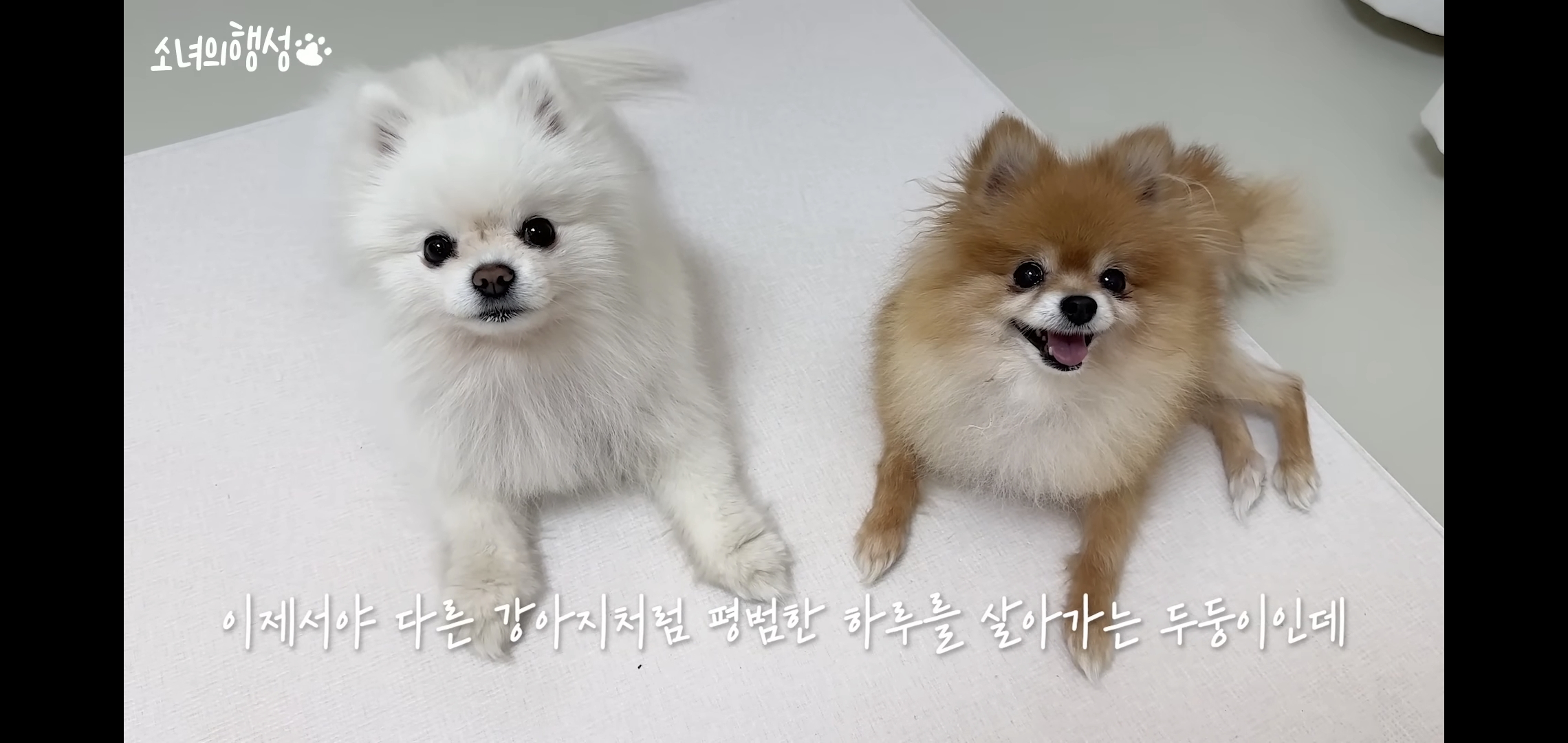 번식장에서 강아지 구조 후 치료했더니 절도죄로 고소당한 유튜버.jpg | 인스티즈