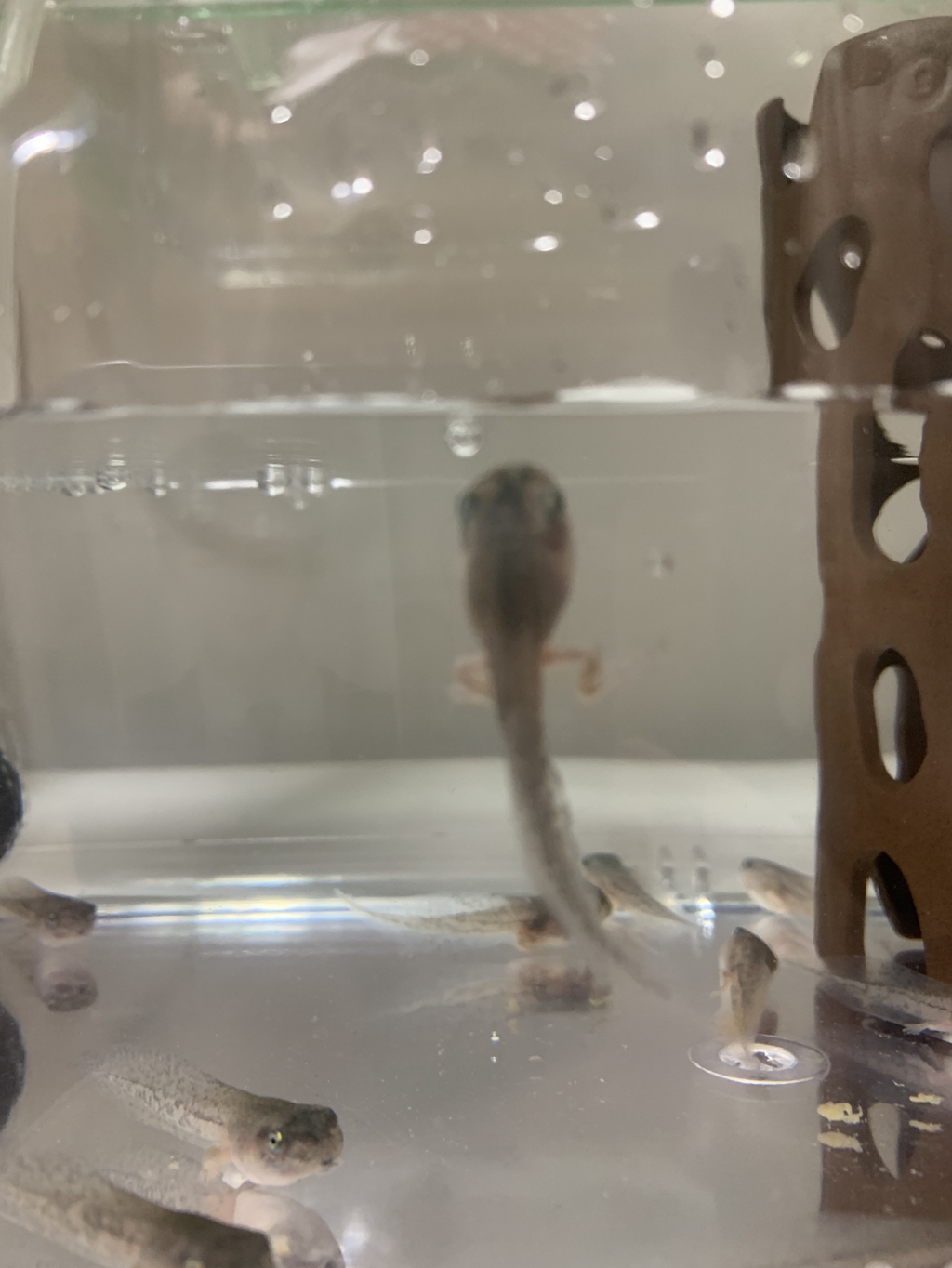 💚청개구리 키우면서 알게된 TMI💚 | 인스티즈