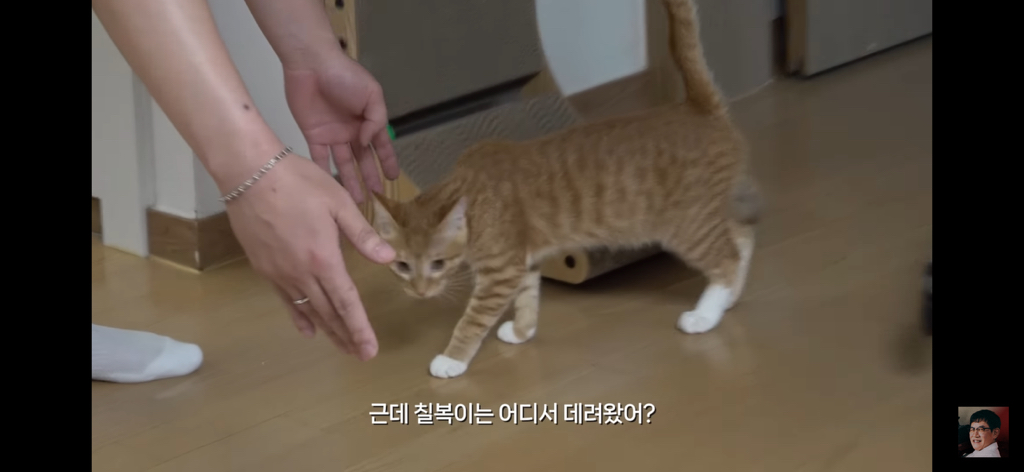 세계 최초 대기업 출신 고양이 | 인스티즈