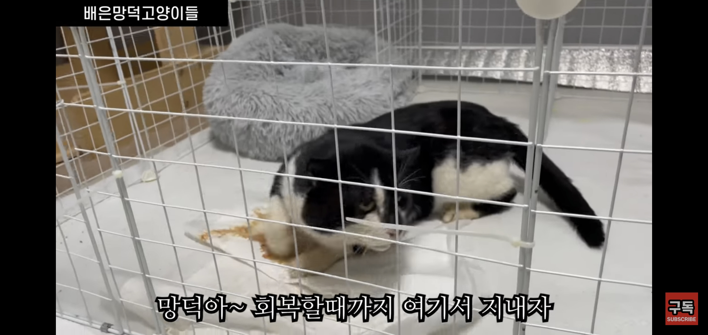 집 마당에 고양이가 나타나는 족족 다 잡아버리는 유튜버..jpg | 인스티즈