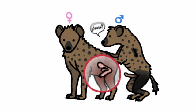 🙋‍♀️암컷 하이에나가 갖고 있는 신체적 특징이 뭔지 알아?🙋‍♀️ | 인스티즈