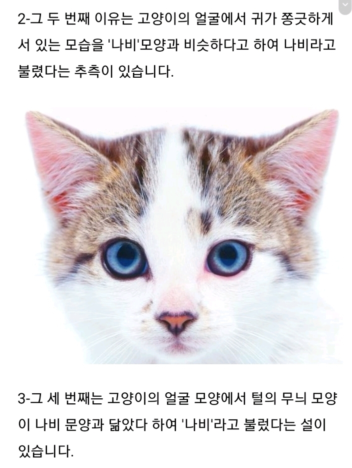 우리나라는 왜 고양이를 "나비야~"라고 부르게 됐을까 | 인스티즈