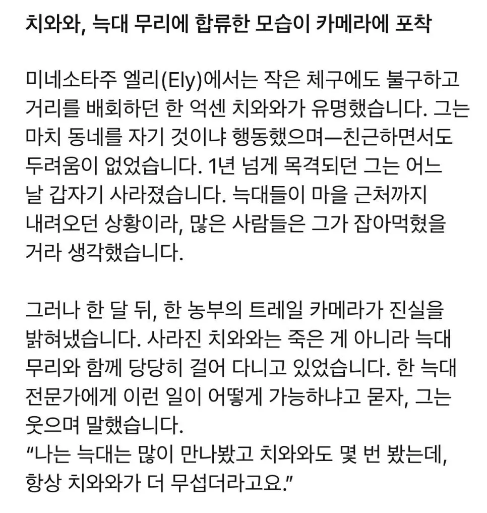 늑대 출몰지역에서 집나간 치와와의 최후... | 인스티즈