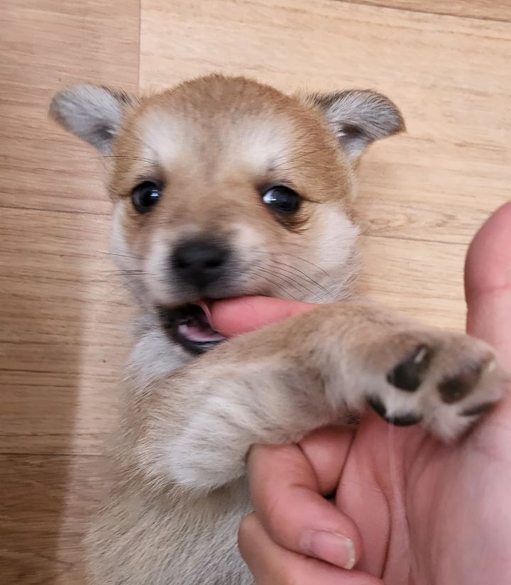 (공지라니... ++추가)새로생긴 회사 복지.. 미쳐서 도저히 일을 못하겠네.. (추가....)++추가 | 인스티즈