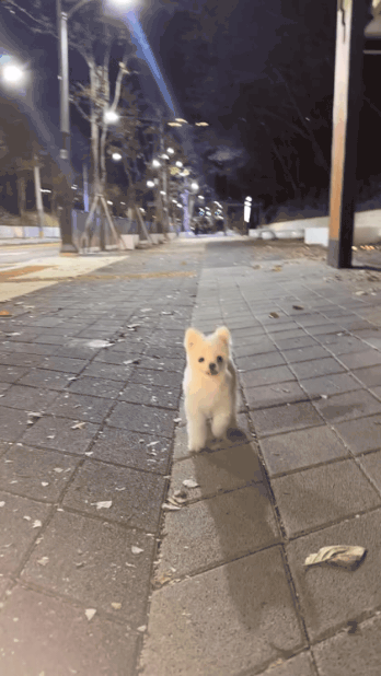 목줄 안하고 산책하는 강아지 | 인스티즈