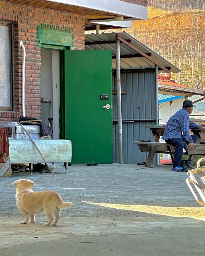 강아지 짱절미 투병근황 | 인스티즈